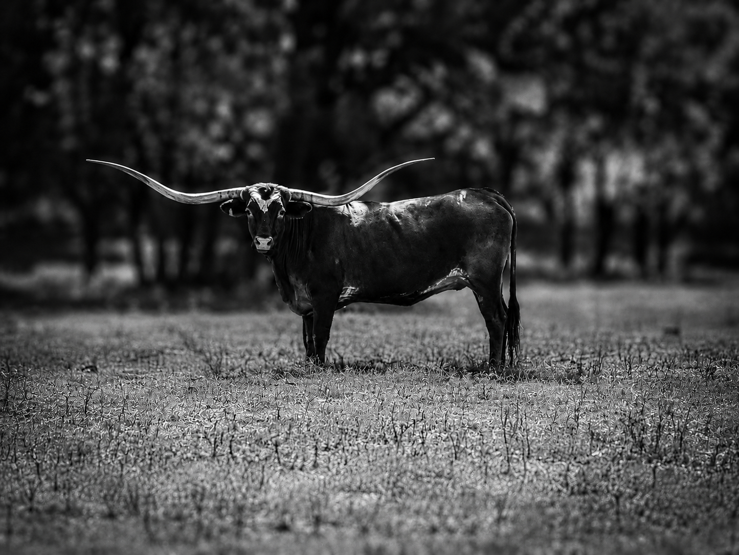 King of the Ranch | Longhorn Photography | Modern Western Ranch Wall Art