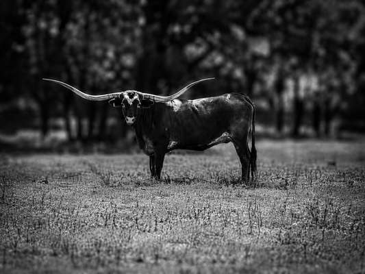 King of the Ranch | Longhorn Photography | Modern Western Ranch Wall Art