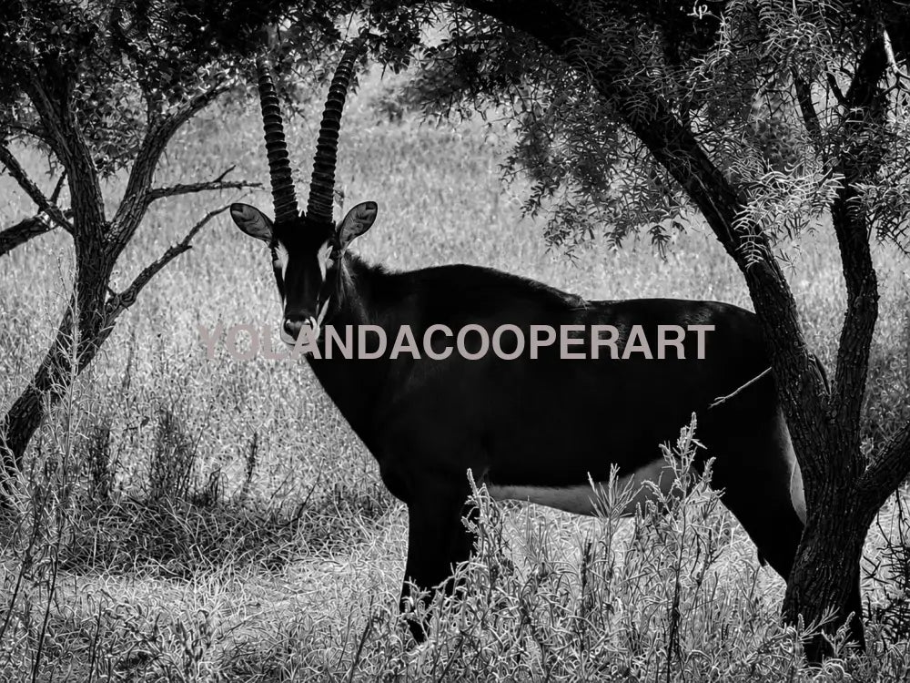 Black and White Sable Antelope Photography | Texas Ranch & Safari Wildlife Wall Art