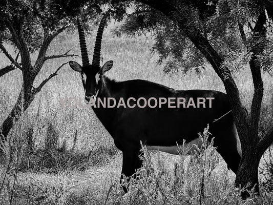 Black and White Sable Antelope Photography | Texas Ranch & Safari Wildlife Wall Art