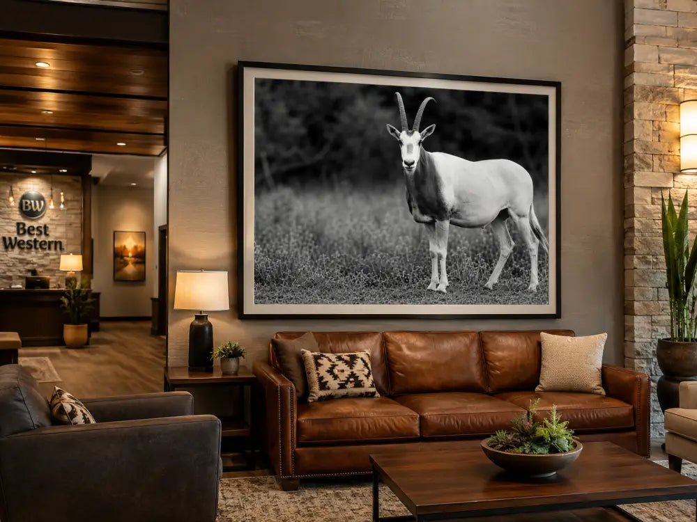 Black and White Scimitar Oryx Photography | Western Wildlife | 30’x40’ Wall Art Print | Texas Ranch Decor