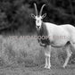 Black and White Scimitar Oryx Photography | Western Wildlife | 30’x40’ Wall Art Print | Texas Ranch Decor