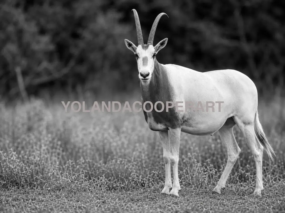 Black and White Scimitar Oryx Photography | Western Wildlife | 30’x40’ Wall Art Print | Texas Ranch Decor