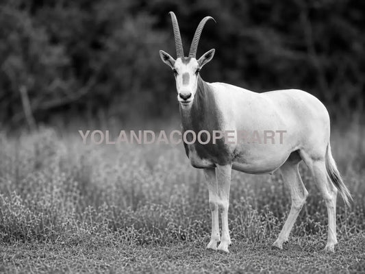 Black and White Scimitar Oryx Photography | Western Wildlife | 30’x40’ Wall Art Print | Texas Ranch Decor