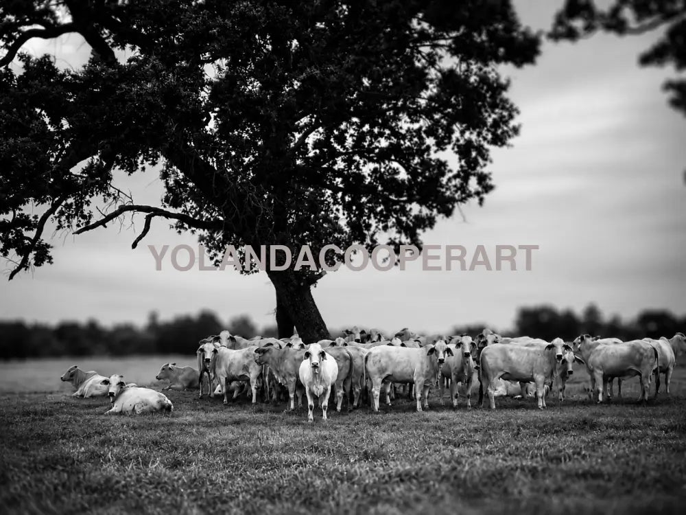 Black and White Texas Brahma Cattle Photography Print | Rustic Farmhouse Wall Art (Copy)