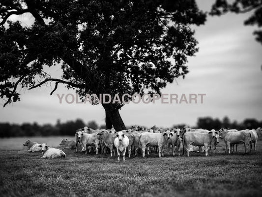Black and White Texas Brahma Cattle Photography Print | Rustic Farmhouse Wall Art (Copy)