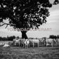 Black and White Texas Longhorn Cattle Photography Print | Rustic Farmhouse Wall Art
