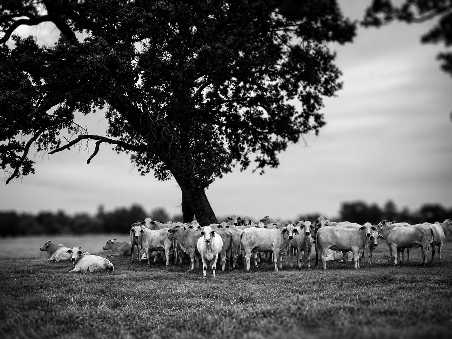 Black and White Texas Longhorn Cattle Photography Print | Rustic Farmhouse Wall Art