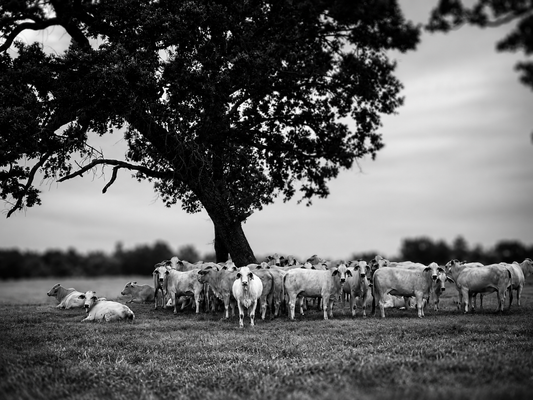 Black and White Texas Longhorn Cattle Photography Print | Rustic Farmhouse Wall Art (Copy)