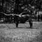 King of the Ranch |  Longhorn Photography | Modern Western Ranch Wall Art