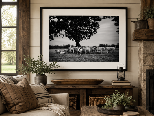 Black and White Texas Longhorn Cattle Photography Print | Rustic Farmhouse Wall Art (Copy)