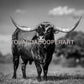Texas Longhorn Black and White Photography | Western Ranch Wall Art