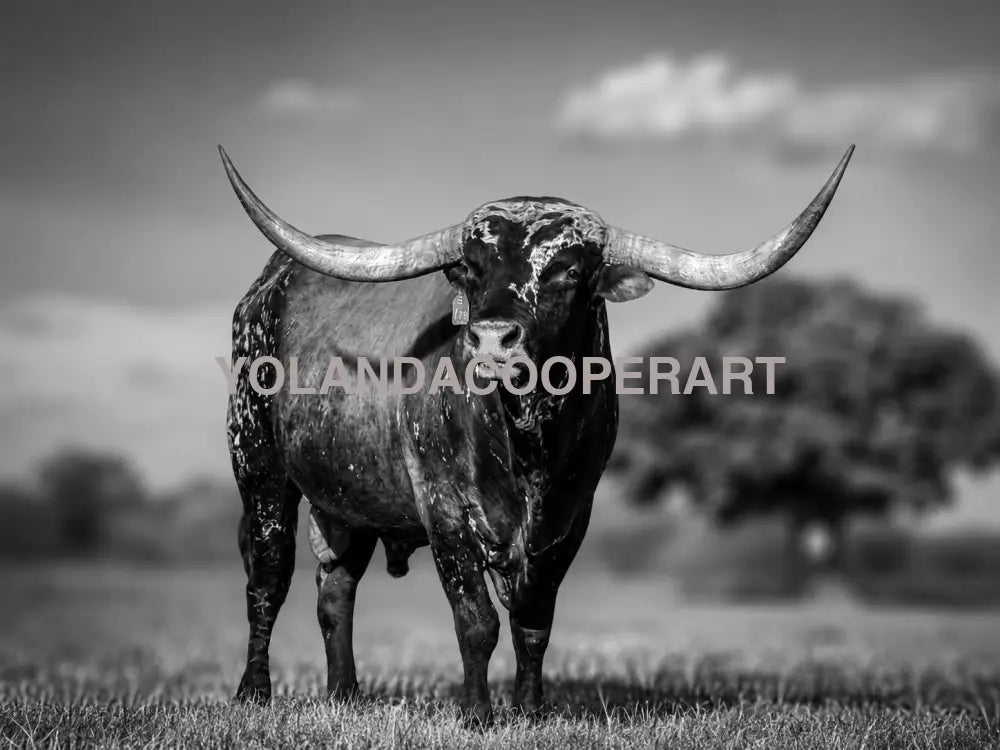 Texas Longhorn Black and White Photography | Western Ranch Wall Art