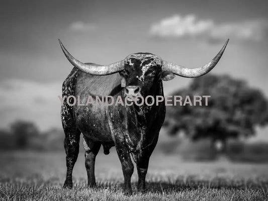Texas Longhorn Black and White Photography | Western Ranch Wall Art
